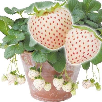 花と緑 国華園 - いちご苗｜Yahoo!ショッピング