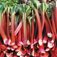 苗 ルバーブ苗 レッドルバーブ 4株 家庭菜園 赤いルバーブ るばーぶ ハーブ 食物繊維 ジャム ルバーブジャム お菓子作り 自給自足 植物 赤茎ルバーブ 有用植物 1 P3 0107 花と緑 国華園 通販 Yahoo ショッピング