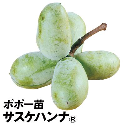 花と緑 国華園 - ポポー苗｜Yahoo!ショッピング