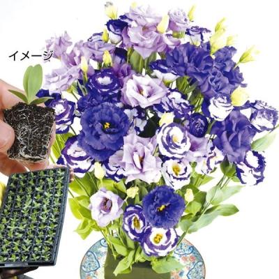 トルコキキョウ 苗のおすすめ人気商品一覧 通販 - Yahoo!ショッピング