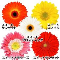 アルケミラ モリス スリラー 1株 宿根草 イングリッシュガーデン 季節の花苗 寄せ植え等に N Alcheth イングの森 花 苗 育て方 通販 Yahoo ショッピング