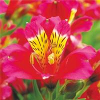 球根ベゴニア ボリビエンシス系 下垂性 ホワイト 10 5センチポット 3 5号 ここなぎ 通販 Yahoo ショッピング