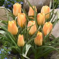 秋植え球根 春植え オリエンタルリリー ウェディングマーチ 1球入り U 10c1 ガーデニングどっとコムyahoo 店 通販 Yahoo ショッピング