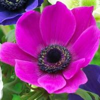 アネモネ 球根 ミストラルピンク 5球 アネモネの花 アネモネの球根 秋植え球根 18n P0 0285 花と緑 国華園 通販 Yahoo ショッピング