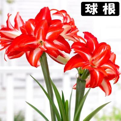 花と緑 国華園 - アマリリス｜Yahoo!ショッピング