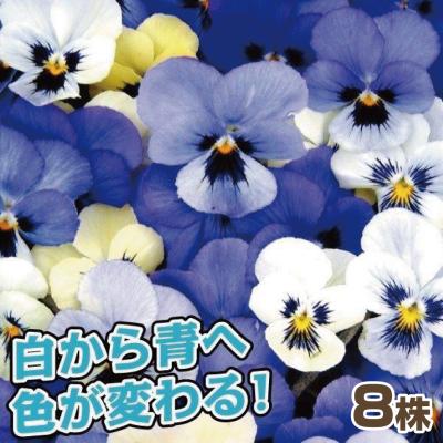 花と緑 国華園 - パンジー・ビオラ苗｜Yahoo!ショッピング