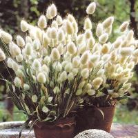 種 花たね ラグラス バニーテール 1袋 100粒 19n P7 0021 花と緑 国華園 通販 Yahoo ショッピング