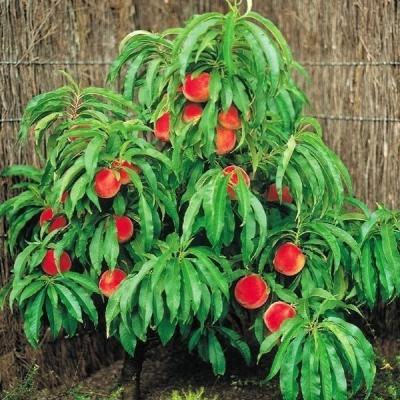 果樹の苗、苗木（果樹種類：桃）｜苗木、植木｜花、ガーデニング 通販