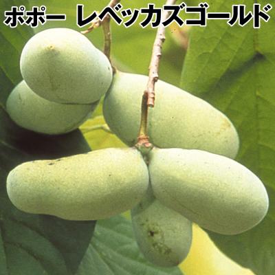 花と緑 国華園 - ポポー苗｜Yahoo!ショッピング