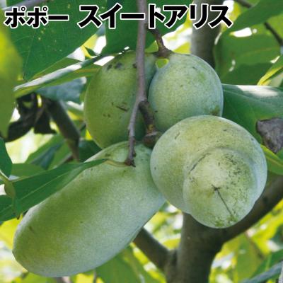 ポポー苗　接木　3株　セット 楽天市場】ポポー 接木苗の通販