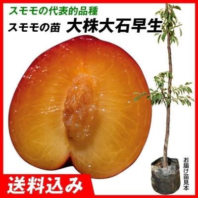 大石早生のおすすめ人気商品一覧 通販 - Yahoo!ショッピング