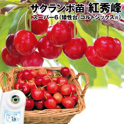 花とサクランボ 花と緑 国華園 - サクランボ苗｜Yahoo!ショッピング