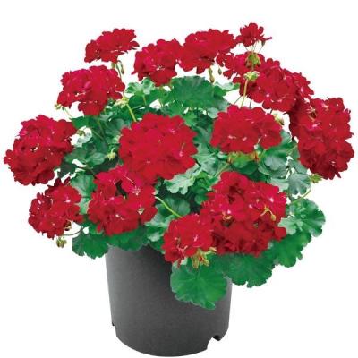 お得意です　ゼラニューム。レアな品種。 ゼラニウムの種類図鑑｜珍しい品種や人気品種一覧を写真でご紹介