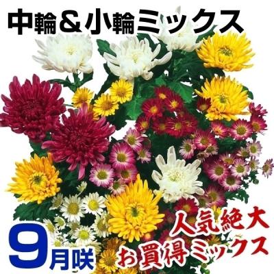 花と緑 国華園 - 小菊｜Yahoo!ショッピング