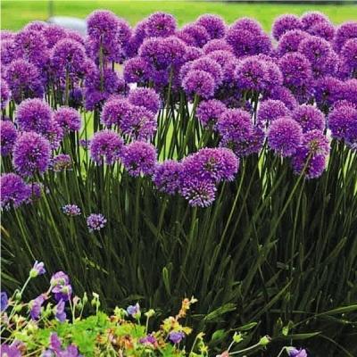 花と緑 国華園 - 切花向き花苗｜Yahoo!ショッピング