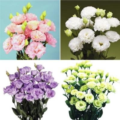 トルコキキョウ 苗のおすすめ人気商品一覧 通販 - Yahoo!ショッピング