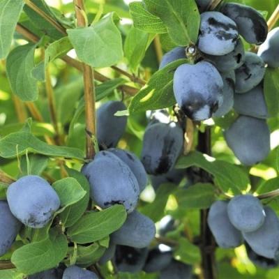 ハスカップ 苗のおすすめ人気商品一覧 通販 - Yahoo!ショッピング