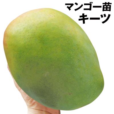 マンゴー苗（果樹種類：マンゴー）のおすすめ人気商品一覧 通販