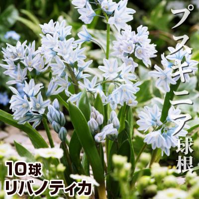 球根植物（花の球根）｜球根、種芋 | 花、ガーデニング のおすすめ人気