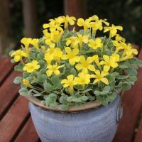 球根苗 花苗 芽出し球根 オキザリス アイアンクロス 1鉢 3球植 3 3 5号 お届け中 芽出し球根ポット植え苗 Sbu Atn17oxalis1q Happygarden 通販 Yahoo ショッピング