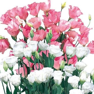 花と緑 国華園 - トルコキキョウ｜Yahoo!ショッピング