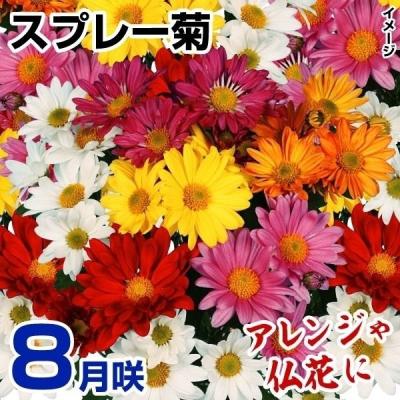 花と緑 国華園 - 小菊｜Yahoo!ショッピング