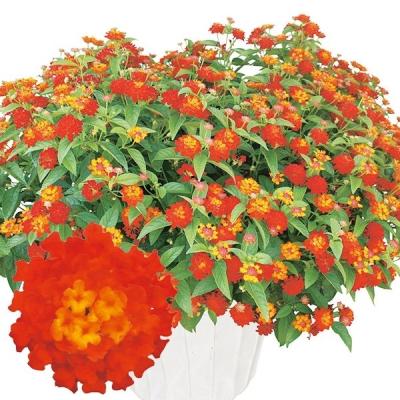 ランタナ 苗（苗） | 花、ガーデニング のおすすめ人気商品一覧 通販