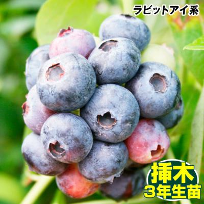ブルーベリー苗木の商品一覧 通販 - Yahoo!ショッピング ブルーベリー苗木の商品一覧 通販 - Yahoo!ショッピング