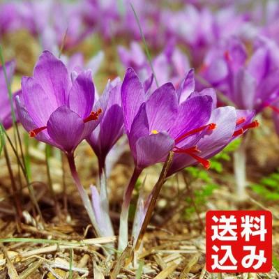 サフラン 球根のおすすめ人気ランキングTOP100 - Yahoo!ショッピング