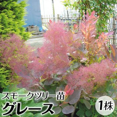 スモークツリー苗のおすすめ人気ランキングTOP100 - Yahoo!ショッピング