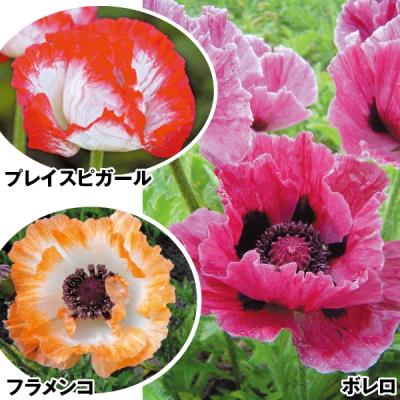 オリエンタルポピー 苗（苗） | 花、ガーデニング のおすすめ
