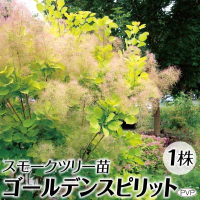 スモークツリー 苗の商品一覧 通販 - Yahoo!ショッピング スモークツリー 苗の商品一覧 通販 - Yahoo!ショッピング