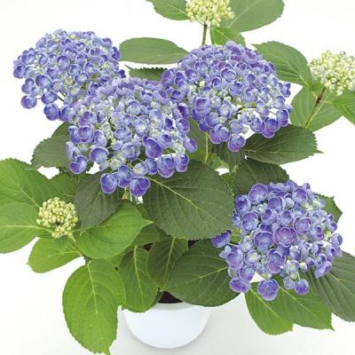 紫陽花 苗(花、ガーデニング)の商品一覧 通販 - Yahoo 紫陽花 苗(花、ガーデニング)の商品一覧 通販 - Yahoo