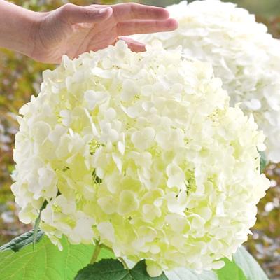 花と緑 国華園 - アジサイ｜Yahoo!ショッピング