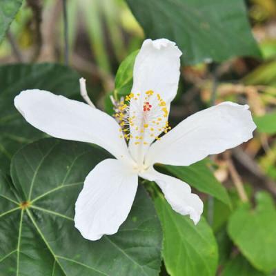 ハワイ ハイビスカスの花（花の苗）｜苗 | 花、ガーデニング の