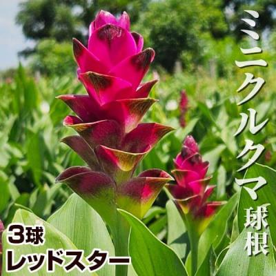 クルクマ 花のおすすめ人気商品一覧 通販 - Yahoo!ショッピング