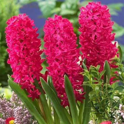 ヒヤシンス 球根(花の球根)の商品一覧|球根、種芋 | 花 ヒヤシンス 球根(花の球根)の商品一覧|球根、種芋 | 花