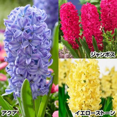 ヒヤシンス 球根(花の球根)の商品一覧|球根、種芋 | 花 ヒヤシンス 球根(花の球根)の商品一覧|球根、種芋 | 花