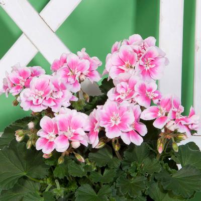 ゼラニウム(花の苗)の商品一覧|苗 | 花、ガーデニング 通販 ゼラニウム(花の苗)の商品一覧|苗 | 花、ガーデニング 通販
