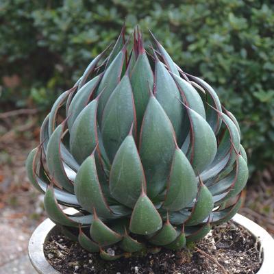 多肉植物 アガベのおすすめ人気商品一覧 通販 - Yahoo!ショッピング