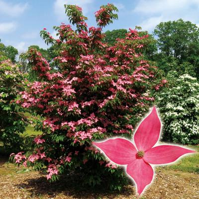 ヤマボウシ 苗(落葉樹の植木、庭木)の商品一覧|苗木、植木 ヤマボウシ 苗(落葉樹の植木、庭木)の商品一覧|苗木、植木
