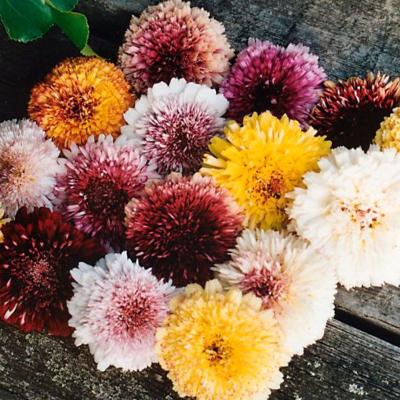 花と緑 国華園 - 切花向き｜Yahoo!ショッピング