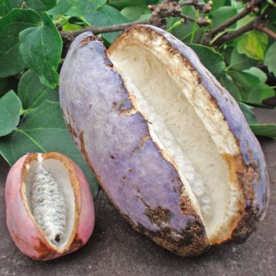 アケビのおすすめ人気ランキングTOP100 - Yahoo!ショッピング