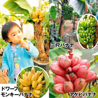 バナナ 苗 耐寒性の商品一覧 通販 - Yahoo!ショッピング バナナ 苗 耐寒性の商品一覧 通販 - Yahoo!ショッピング