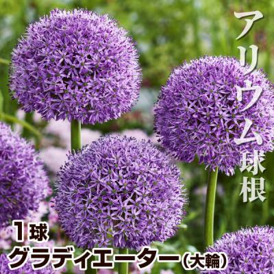 アリウムギガンチューム（花、ガーデニング）のおすすめ人気商品一覧