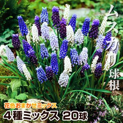 ムスカリ苗⭐️ネイチャーズビューティー30⭐️シベリアン50⭐️マウント30 flower-net_z251223102