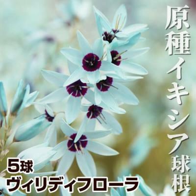 球根植物（花の球根）｜球根、種芋 | 花、ガーデニング の商品一覧