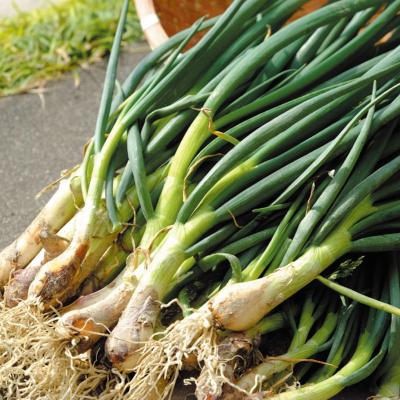 わけぎ 球根（野菜の球根）｜球根、種芋 | 花、ガーデニング の