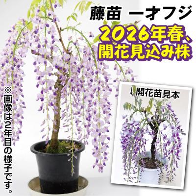 一才藤のおすすめ人気商品一覧 通販 - Yahoo!ショッピング