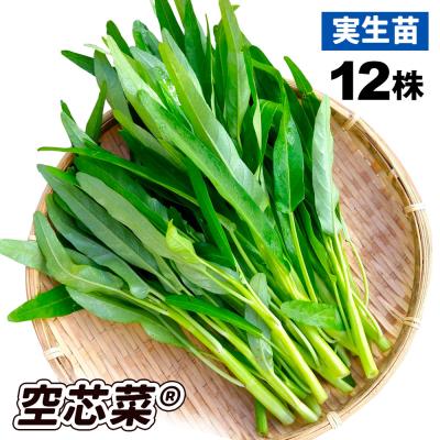空芯菜の商品一覧 通販 - Yahoo!ショッピング